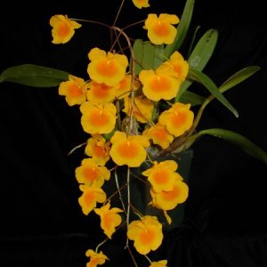 Dendrobium lindleyi (aggregatum)