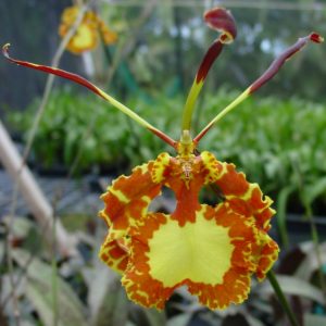Oncidium Mendenhall 'Hildos'  FCC/AOS aka Psychopsis