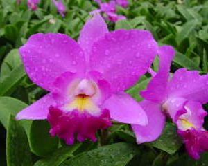 Blc. Secret Love