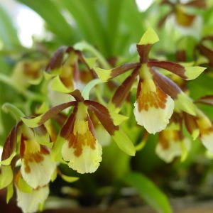 Cischwenfia pusilla
