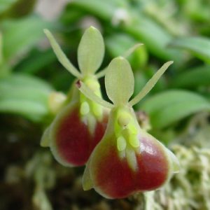Epidendrum peperomia (porpax)