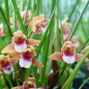 Maxillaria sanguinea