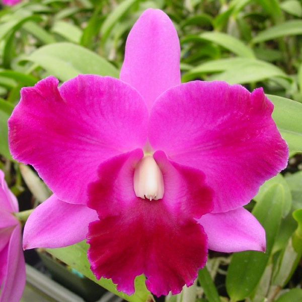 Blc Mini Song 'La Primera Morada' Cattleya, Orchid Plants - Kaleialoha  Orchid Farm