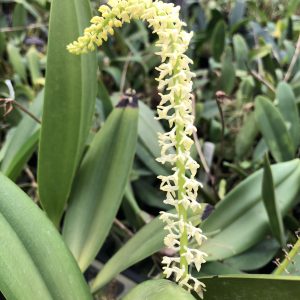 Bulb. odoratum x sib