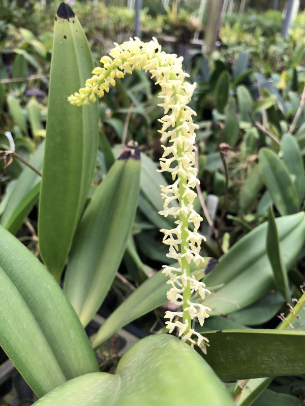Bulb. odoratum x sib