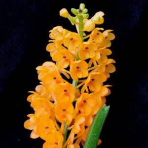 Ascocentrum garayi