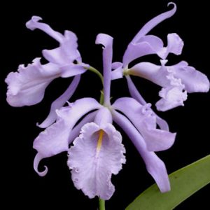 Cattleya maxima var coerulea 'Alexandria' x self
