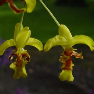 Lockhartia amoena