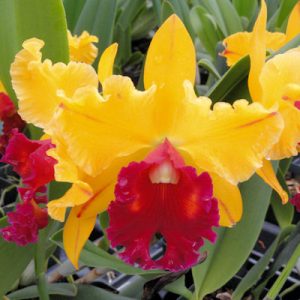 Blc Tainan Gold 'Canary' AM/AOS