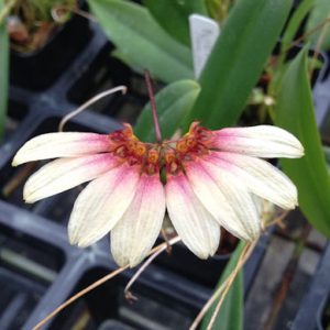 Bulbophyllum Daisy Chain
