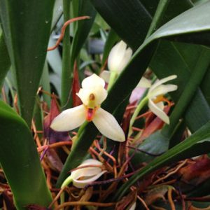 Maxillaria hedwigiae