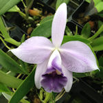 LC. Mini Purple x L. Pastoral Symphony 'Elfin Blue'