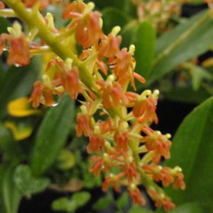 Liparis grossa