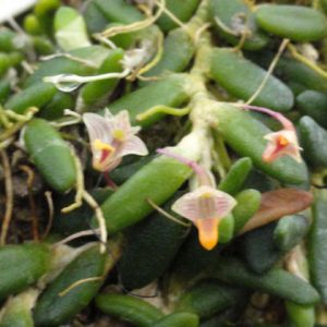 Dendrobium lichenastrum syn Dockrillia lichenastrum