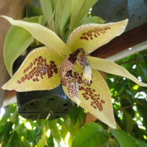 Embreea herrenhusana