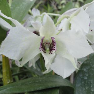 Dendrobium Royal Wings
