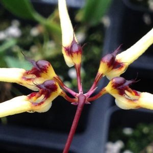 Bulbophyllum serratotruncatum