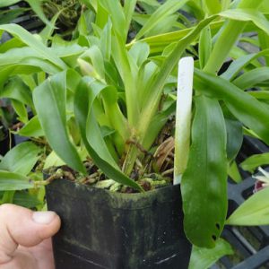 Cochleanthes amizonica x Kerfersteinia tolimensis