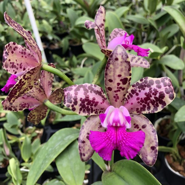 C. Caguas Amethyst - Image 3