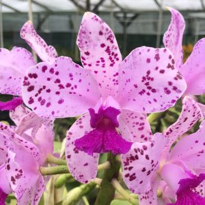 C. amethystoglossa 'Camino Real' x H&R Supreme AM/AOS