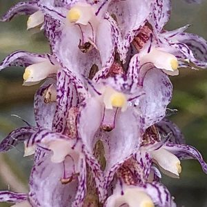 Bulbophyllum lilacinum