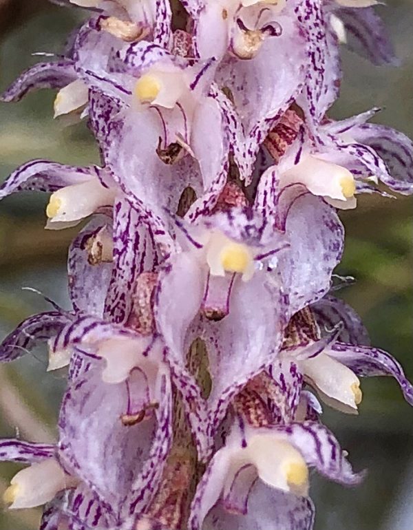 Bulbophyllum lilacinum