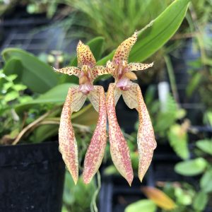 Bulb lasiochilum x bicolor