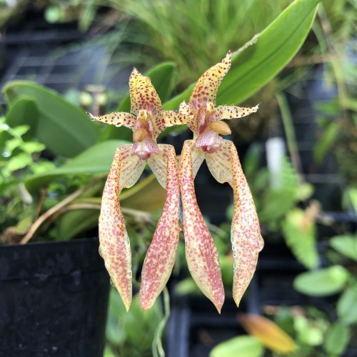 Bulbophyllum Daisy Chain Bulbophyllum - Kaleialoha Orchid Farm