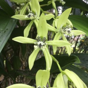 Coelogyne pandurata