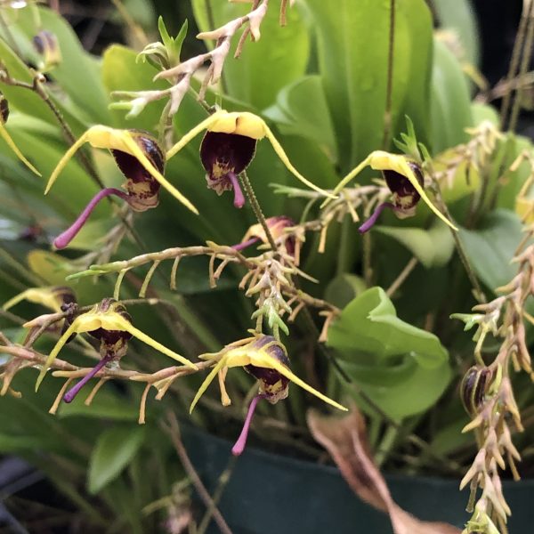 Scaphysepalum breve - Image 3