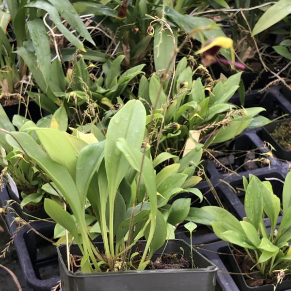 Scaphysepalum breve - Image 2
