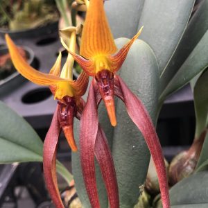 Bulbophyllum