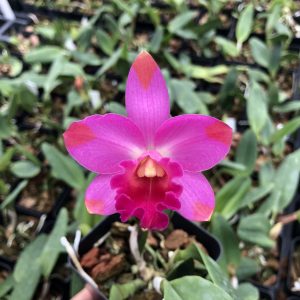 Rth. Coral Gold 'Volcano Queen'