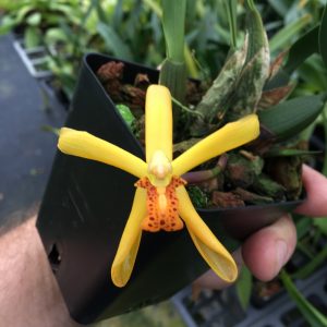 Maxillaria rufescens