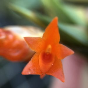 Maxillaria horichii