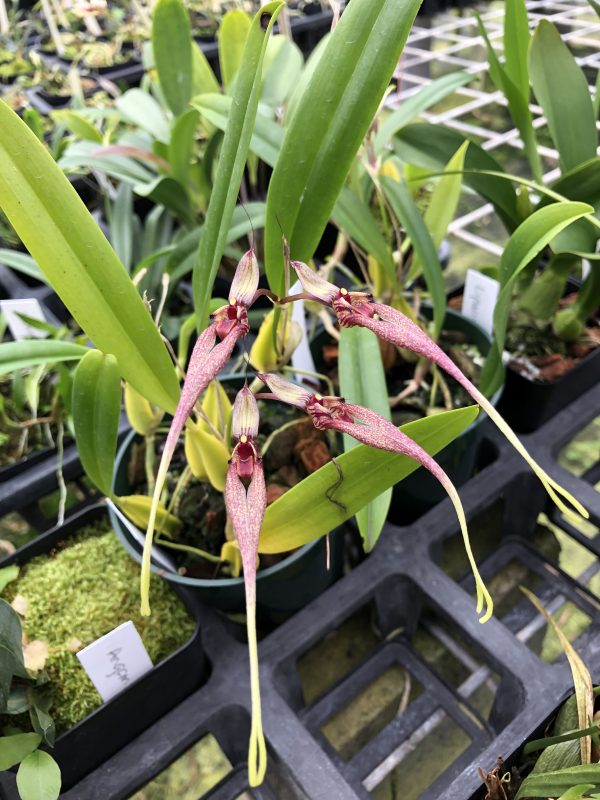 Bulbophyllum biflorum ‘Lil’ CBR/AOS