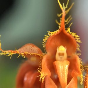 Bulbophyllum tingabarinum