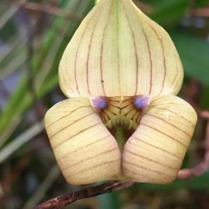 Trigonidium egertonianum