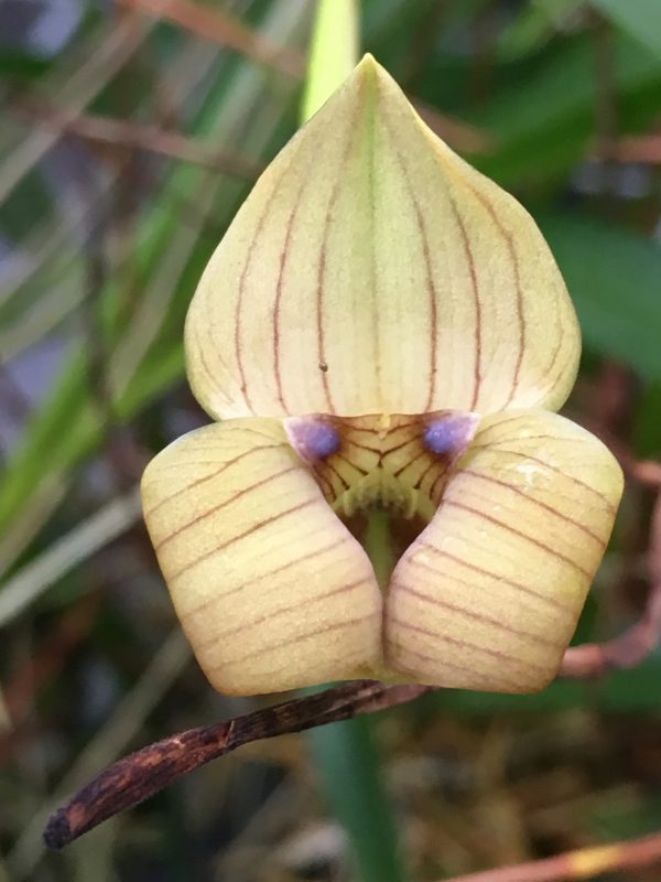 Trigonidium egertonianum