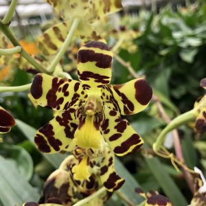 Ansellia africana (‘Jumbo Coco’ SM/TOGA x ‘Jumbo Agate’)