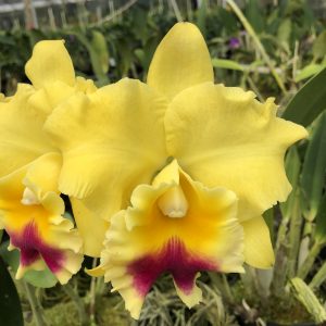 RLC. Goldenzelle ‘Lemon Chiffon’ AM/AOS