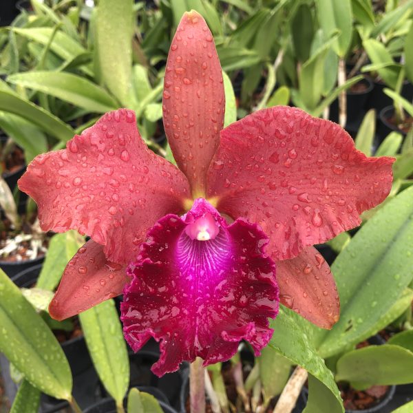 RLC. Kenzie Kira Akatsuka ‘Volcano Queen’