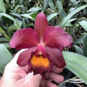 Ctt. Long Life Sunrise