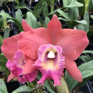 RLC. Volcano Island ‘Volcano Queen’