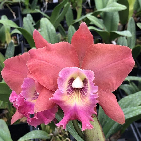RLC. Volcano Island ‘Volcano Queen’