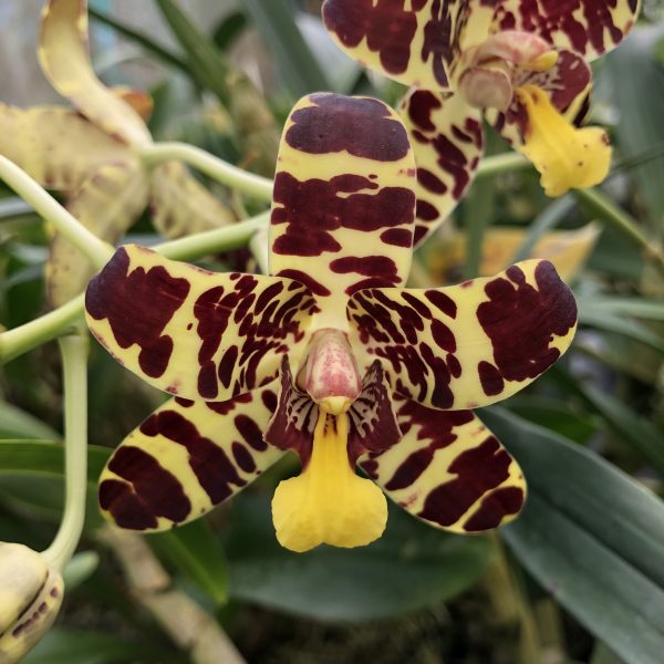 Ansellia africana (‘Jumbo Coco’ SM/TOGA x ‘Jumbo Agate’) - Image 2