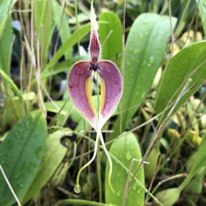 Bulbophyllum maxillare red/yellow form