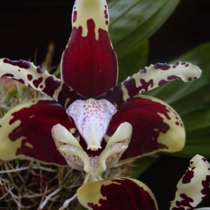 Stanhopea nigroviolacea