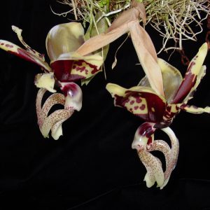 Stanhopea