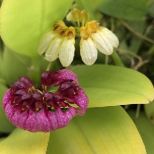Bulbophyllum corolliferum